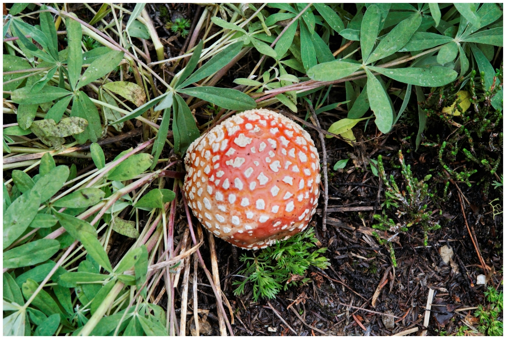 10 - Mont Revelstoke NP (8).jpg